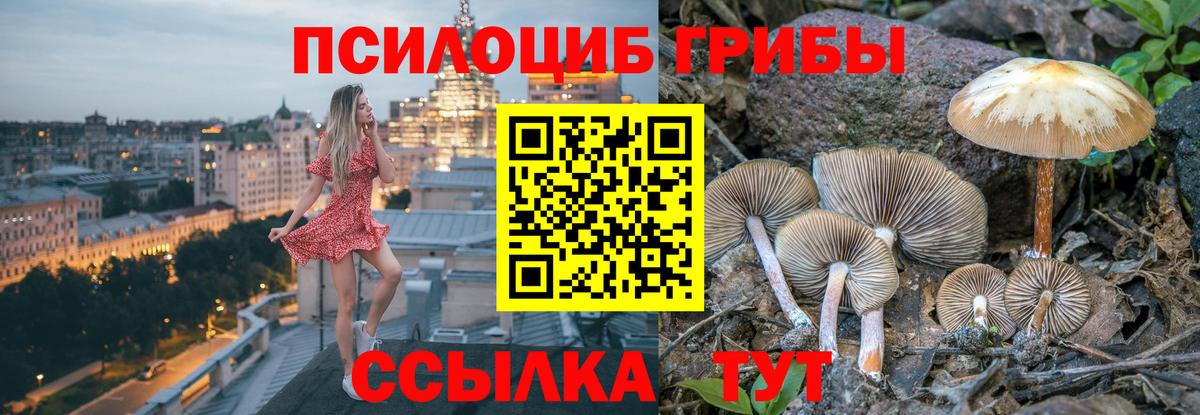 Псилоцибиновые грибы Psilocybe Пыть-Ях
